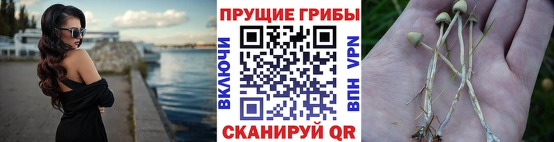 купить   Краснокаменск  мориарти какой сайт  Псилоцибиновые грибы Psilocybine cubensis 